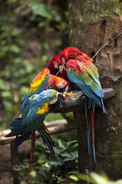 °BIOCENTRO GUEMBE HOTEL Y RESORT SANTA CRUZ DE LA SIERRA (Bolivia ...